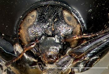 Media type: image; Entomology 20023   Aspect: head frontal view
